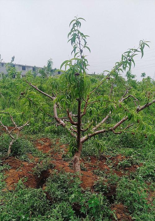 如何选择适合种植桃树的土壤（了解土壤特性）