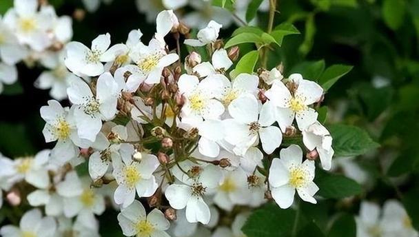 以茶蘼的花语——奋斗与希望（向生命的坚韧致敬）