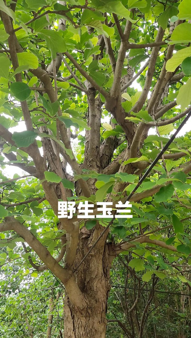 一片不舍的绿意——以代表不舍的植物为主题的文章（浓情不舍）