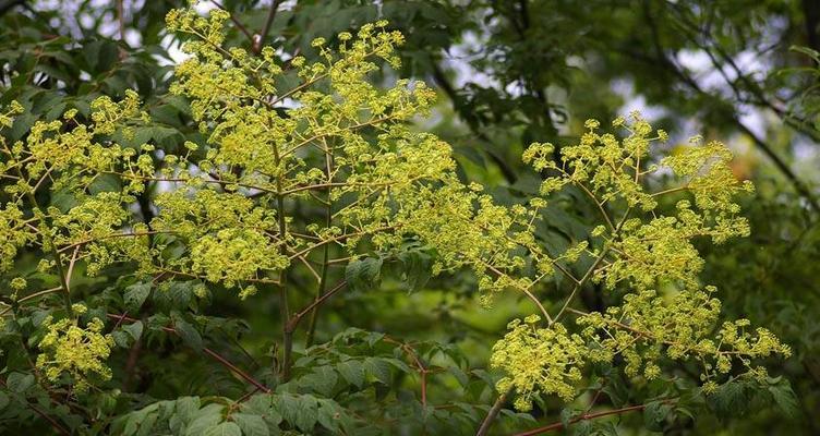 植物世界中的奉献之光（探索代表奉献的15种植物之美）