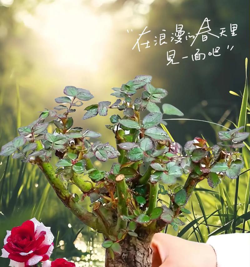 花开姐妹情深（用花朵勾勒出深情的姐妹情谊）