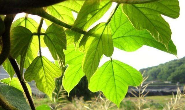 女性象征的植物（揭秘女性代表植物的神秘力量）