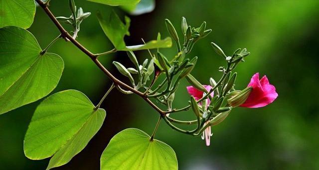 植物与亲情的奇妙呼唤（以代表亲情的植物为线索）