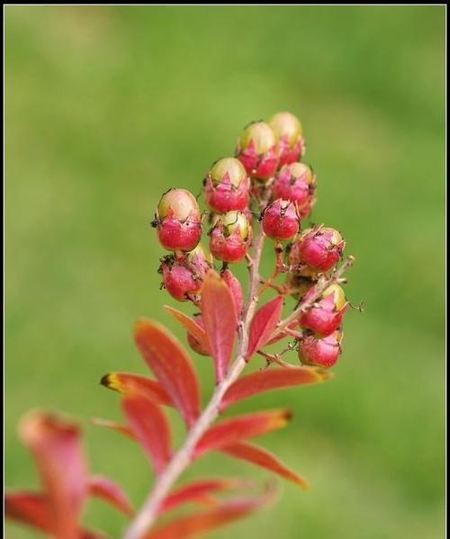 秋天的植物丰收之美（五彩斑斓的秋叶与果实）