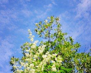 向死而生的花——生命与希望的象征（绽放在黑暗中的坚强——以代表向死而生的花为主题的探索）