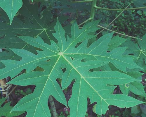 执着不灭的植物世界（探索植物王国中代表执着的15种植物）