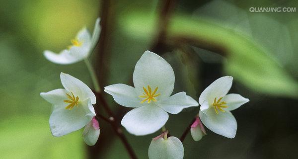 自由之花（自由之花）