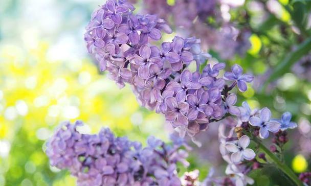 丁香花的花语及其意义解析（探索丁香花的花语）