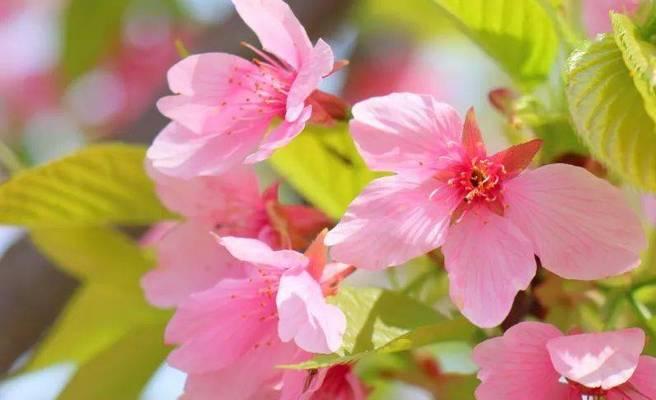 粉色樱花的花语与意义（探索樱花的文化背景和象征意义）