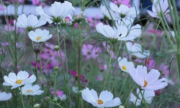 格桑花的花语与寓意（探索格桑花的深层内涵）