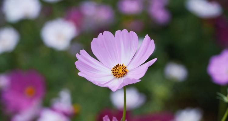 格桑花的花语——坚韧与希望的象征（格桑花的含义及花语详解）