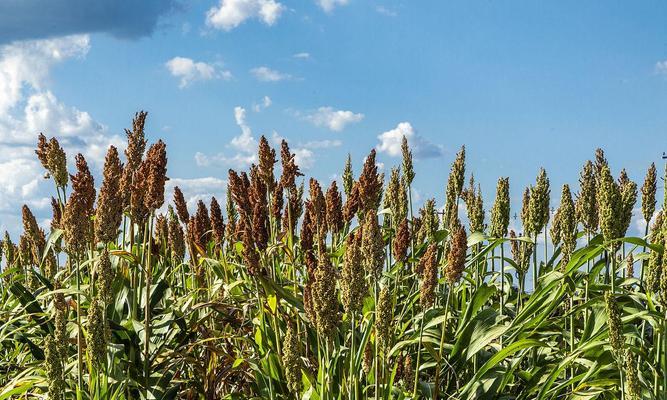 种植方式、营养价值、经济价值（种植方式）