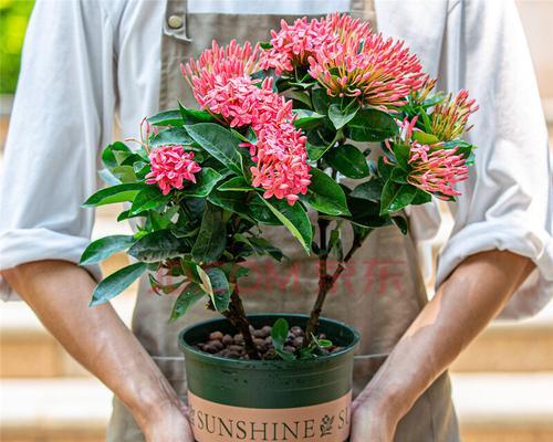 高盆花卉种植指南（从选盆到养护）