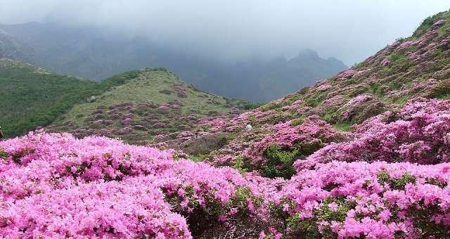 高山杜鹃（探秘高山杜鹃的生态地位）