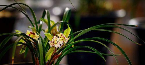 用隔夜茶水浇兰花（生态环保的兰花养护法）