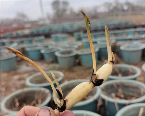 探秘根茎花卉的奇妙世界（从地下到地面）