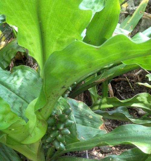 根浅的植物大盘点（探索生态世界中根系不深却生机勃勃的植物）