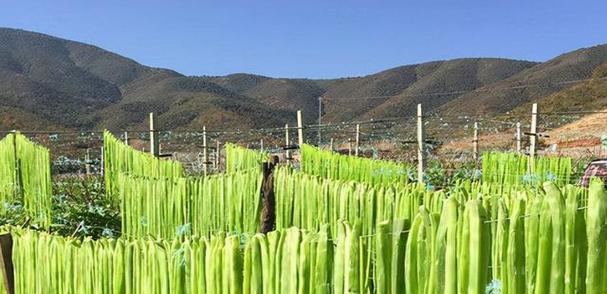 探秘贡菜（从名字到做法）