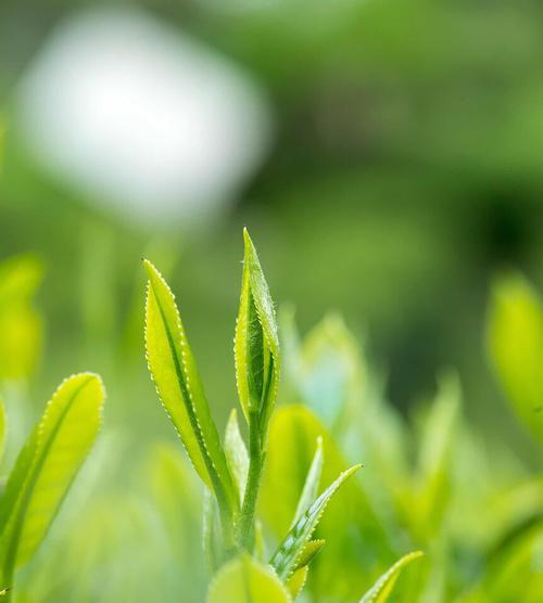 揭秘狗牯脑茶的功效与疑点（一杯上好的中药茶）