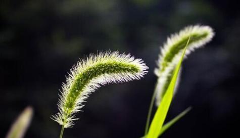 狗尾巴草的花语——爱情的真谛（探寻狗尾巴草背后的深意）