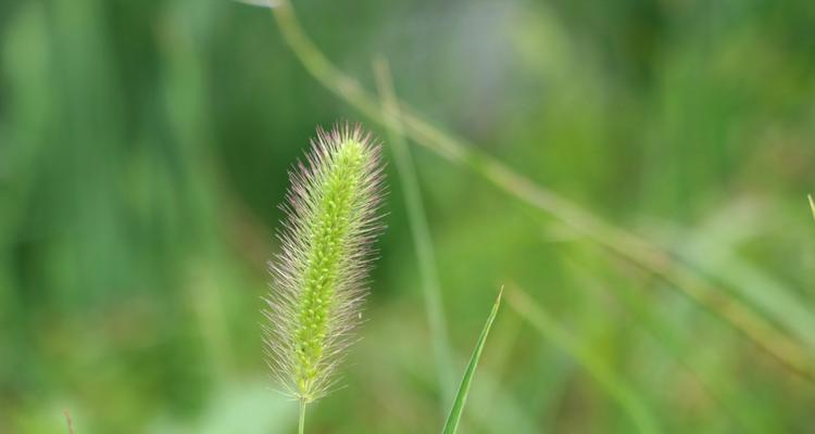 狗尾巴草之美——探寻狗尾巴草的诸多名字和特点