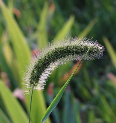 探寻狗尾巴花的花语（狗尾巴花的意义）