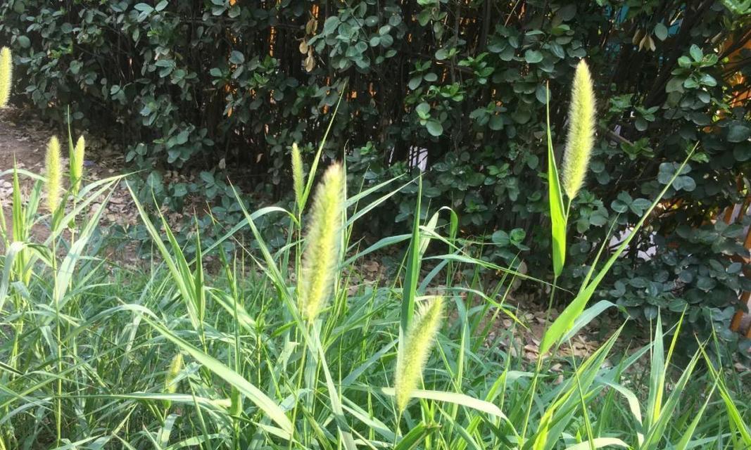 解析狗尾巴花的真实身份（揭秘狗尾巴花是花还是草）