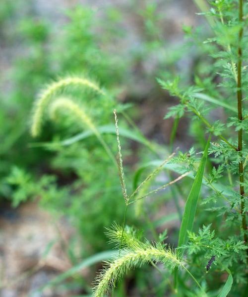 解密狗尾草的秘密（草本植物的真相揭示）