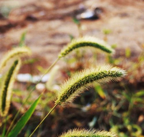 狗尾草并非低等植物（揭秘狗尾草的生态价值与医学价值）