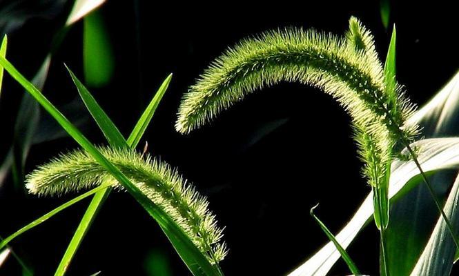 解析狗尾草，究竟是木本植物吗（探索狗尾草的真实身份）