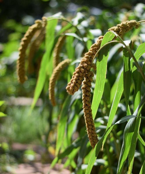 谷子的植物学特征及生态意义（探究谷子的分类、形态特征和生长习性）