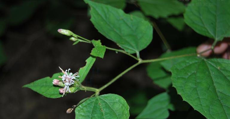 瓜叶菊喜阴还是喜阳？——探究瓜叶菊的光照需求