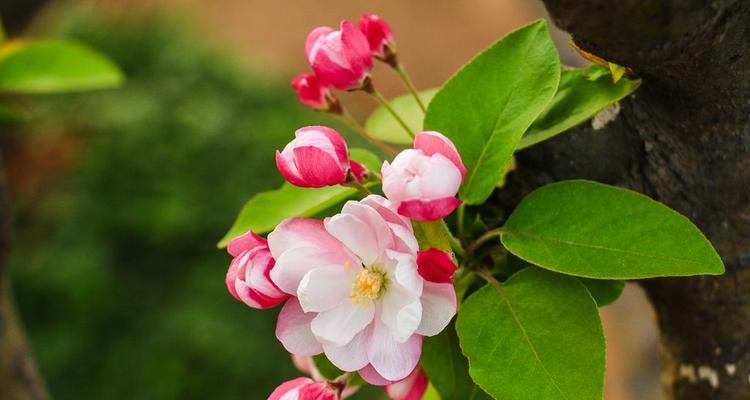 海棠花之美——花开花落，守候爱的守护者（映红世间）