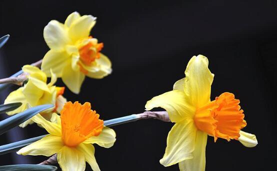 红口水仙花语（探寻红口水仙的花语之美）