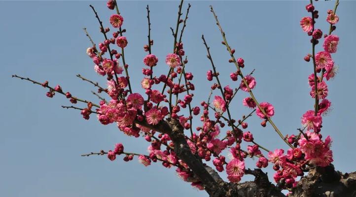 红梅花的花语与寓意（红梅花的坚强与美丽）