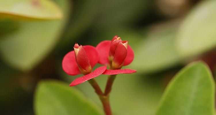 虎刺梅花语与传统文化的融合（传承千年的文化符号）