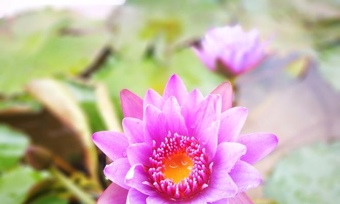 黄色荷花花语——繁荣与温暖（探寻黄色荷花的象征意义及美丽之处）