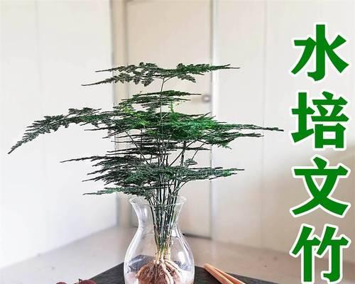 以家里养文竹，品味生活之美（绿意盎然）