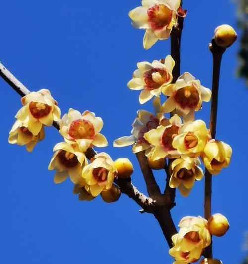 腊梅花的花语及其寓意（传达坚强和希望的腊梅花）