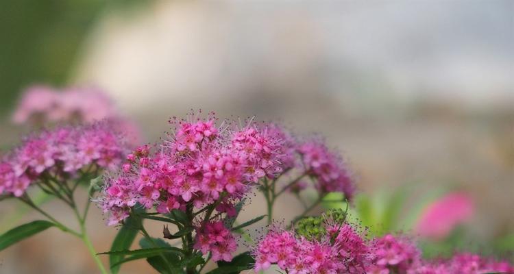 芦荟开花（探寻芦荟开花的美丽与意义）