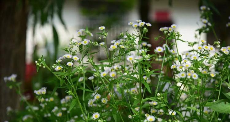 绿色雏菊花语的传递力量（呼吁关注环境保护）