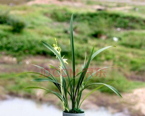 绿色惠兰花语，美丽人生（用花语传递希望与温暖）