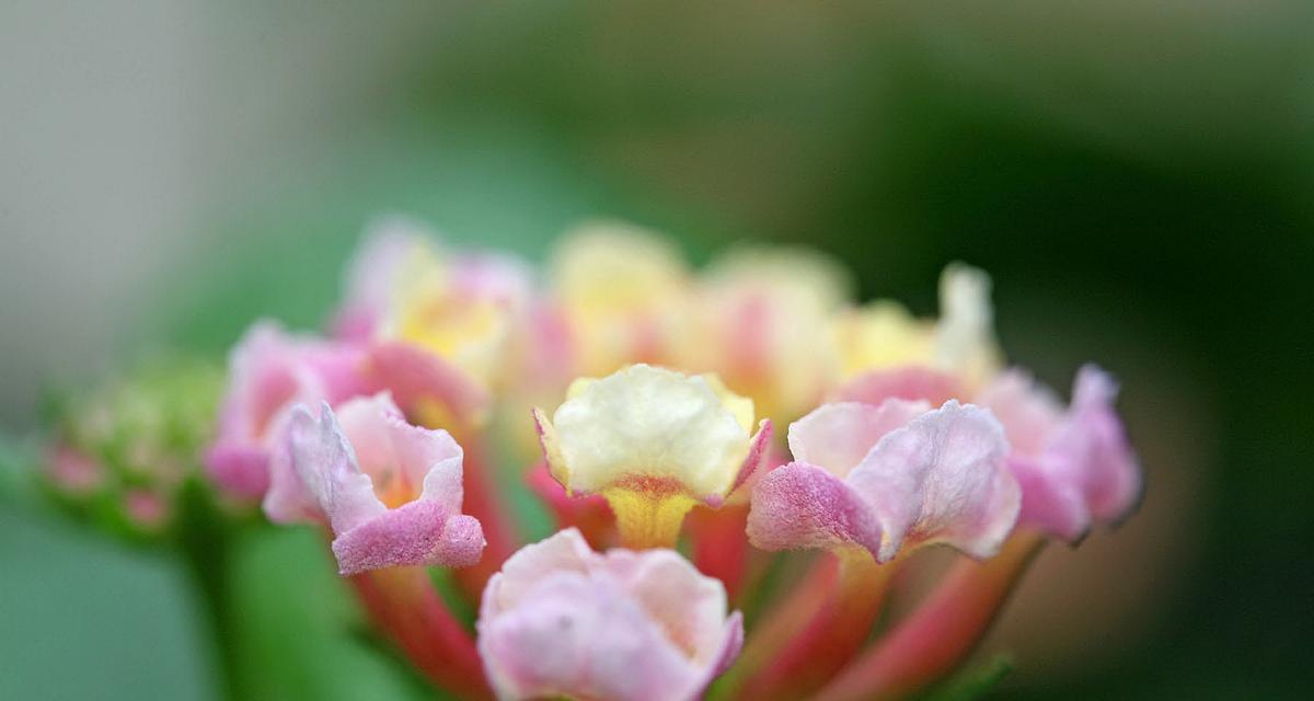 梅花盛开，花语传情（悦动心弦的梅花花语）