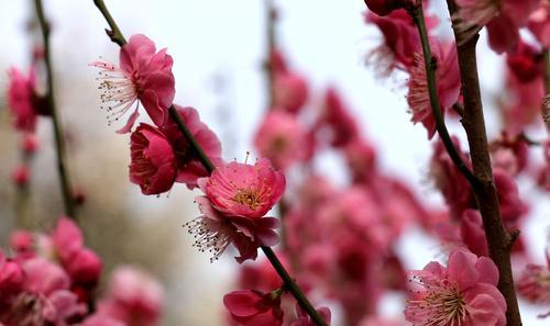 梅花花语的含义与象征（探索梅花的美丽与深意）