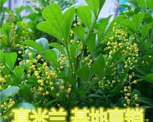 探寻米兰花的花语之美（揭示米兰花背后的情感寓意）