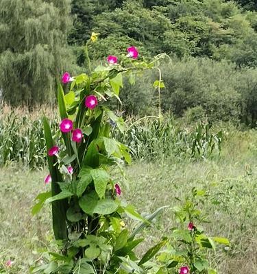 以牵牛花象征勇敢追求爱情的人（当爱情遇上牵牛花）