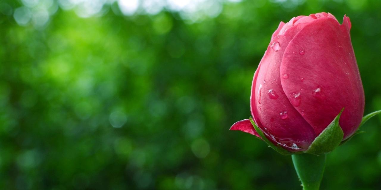 芹叶牡丹（芹叶牡丹的花语及其独特魅力）