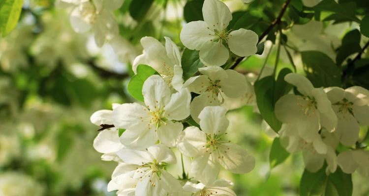 日本海棠花——美丽的花语（探索海棠花的花语与意义）