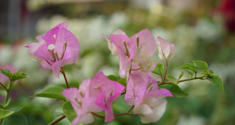 三角梅花语的来历与意义（传承千年的花朵密码）