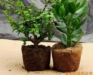 金枝玉叶——一种优美的木本植物（探究金枝玉叶的生长环境和特征）